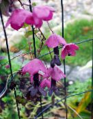 Садовые цветы Родохитон, Rhodochiton розовый