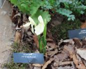 les fleurs du jardin Roscoea blanc