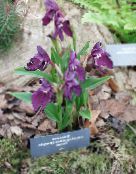 Have Blomster Roscoea lilla