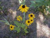 Vrtne Cvjetovi Crno-Eyed Susan, Istočni Coneflower, Narančasta Coneflower, Upadljiv Coneflower, Rudbeckia žuta