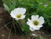 Flores de jardín Callianthemum blanco