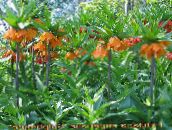 Koruna Cisárskej Fritillaria