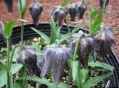 Баштенске Цветови Цровн Империал Фритиллариа, Fritillaria црн