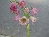 Kruunu Imperial Fritillaria (pinkki)