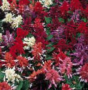 les fleurs du jardin Scarlet Sage, Sauge Écarlate, Sauge Rouge, Salvia splendens vineux
