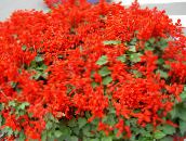 les fleurs du jardin Scarlet Sage, Sauge Écarlate, Sauge Rouge, Salvia splendens rouge
