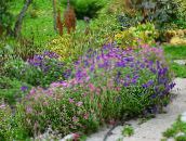 Bahçe çiçekleri Adaçayı, Boyalı Adaçayı, Adaçayı Horminum, Salvia pembe