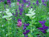 Bahçe çiçekleri Adaçayı, Boyalı Adaçayı, Adaçayı Horminum, Salvia beyaz