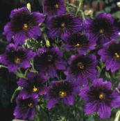 Градински цветове Боядисани Език, Salpiglossis виолетов