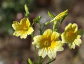 Vrtne Cvjetovi Leptir Jezik, Salpiglossis žuta