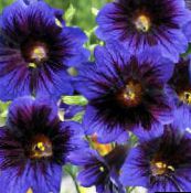 Gartenblumen Bemalte Zunge, Salpiglossis blau