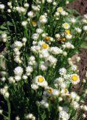 Gartenblumen Geflügelte Ewige, Ammobium alatum weiß