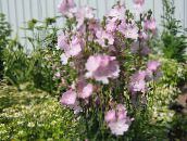 Checkerbloom, Miniatuur Stokroos, Prairie Kaasjeskruid, Checker Kaasjeskruid (roze)