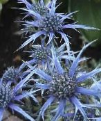 Dārza Ziedi Ametists Jūras Holly, Kalnu Eryngo, Kalnu Jūras Holly, Eryngium gaiši zils