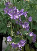 Have Blomster Jacobs Ladder, Polemonium caeruleum lilla