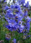 les fleurs du jardin L'échelle De Jacob, Polemonium caeruleum bleu ciel