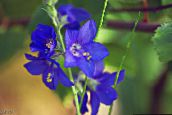Trädgårdsblommor Jakobs Stege, Polemonium caeruleum blå