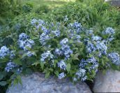 Trädgårdsblommor Blå Dogbane, Amsonia tabernaemontana ljusblå