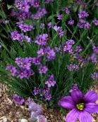 Tuin Bloemen Stout Blue-Eyed Gras, Blue Eye-Grass, Sisyrinchium lila