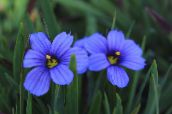 Flores do Jardim Stout Grama De Olhos Azuis, Olhos Azuis-Grass, Sisyrinchium luz azul