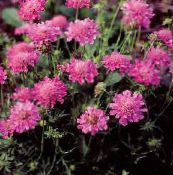 Scabiosa, Floare Pincushion (roz)