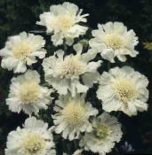 Flores de jardín Scabiosa, Flor De Acerico blanco