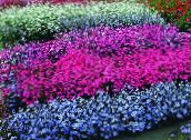 Trädgårdsblommor Ros Av Himlen, Viscaria, Silene coeli-rosa ljusblå