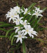 Kerti Virágok Dicsőség A Hó, Chionodoxa fehér