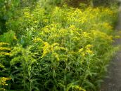 Garden Flowers Goldenrod, Solidago yellow