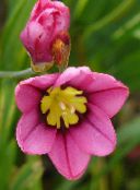  Produsului Sparaxis, Floare Arlechin roz