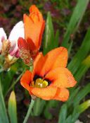 Záhradné kvety Sparaxis, Harlekýn Kvet oranžový