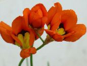 Sparaxis, Harlekýn Květ (červená)