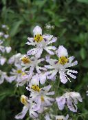  Fattige Mands Orkidé, Sommerfugl Blomst, Schizanthus hvid