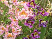 Om Sărac Lui Orhidee, Floare Fluture (roz)