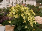 Λουλούδια κήπου Ανθοφορίας Καπνού, Nicotiana κίτρινος