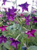 Záhradné kvety Kvitnúce Tabak, Nicotiana fialový