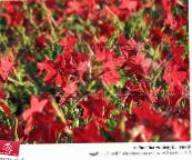 Λουλούδια κήπου Ανθοφορίας Καπνού, Nicotiana κόκκινος