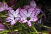 Flores de jardín Tabaco Floreciente, Nicotiana lila