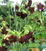 Садовые цветы Табак декоративный, Nicotiana бордовый