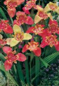 Баштенске Цветови Тигер Цвет, Мексичка Схелл Фловер, Tigridia pavonia црвено