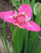 Баштенске Цветови Тигер Цвет, Мексичка Схелл Фловер, Tigridia pavonia розе
