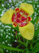 Flores de jardín Flor De Tigre, Flor Concha Mexicano, Tigridia pavonia amarillo