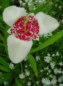 Vrtne Cvjetovi Tigar Cvijet, Meksički Ljuska Cvijet, Tigridia pavonia bijela
