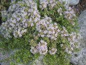 Λουλούδια κήπου Θυμάρι Κήπο, Αγγλικά Θυμάρι, Κοινή Θυμάρι, Thymus λευκό