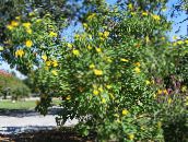 Dārza Ziedi Saulespuķu Koks, Koks Kliņģerīte, Savvaļas Saulespuķu, Meksikāņu Saulespuķu, Tithonia dzeltens