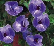 Zahradní květiny Klaun Květina, Lichoběžníkové Květ, Torenia modrý