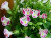 Zahradní květiny Klaun Květina, Lichoběžníkové Květ, Torenia růžový