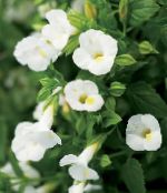  Klovn Blomst, Wishbone Blomst, Torenia hvid