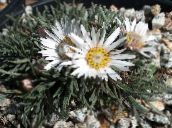 Have Blomster Townsendia, Påske Daisy hvid