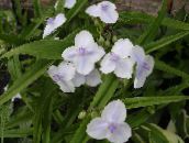 Flores de jardín Spiderwort De Virginia, Las Lágrimas De La Señora, Tradescantia virginiana blanco
